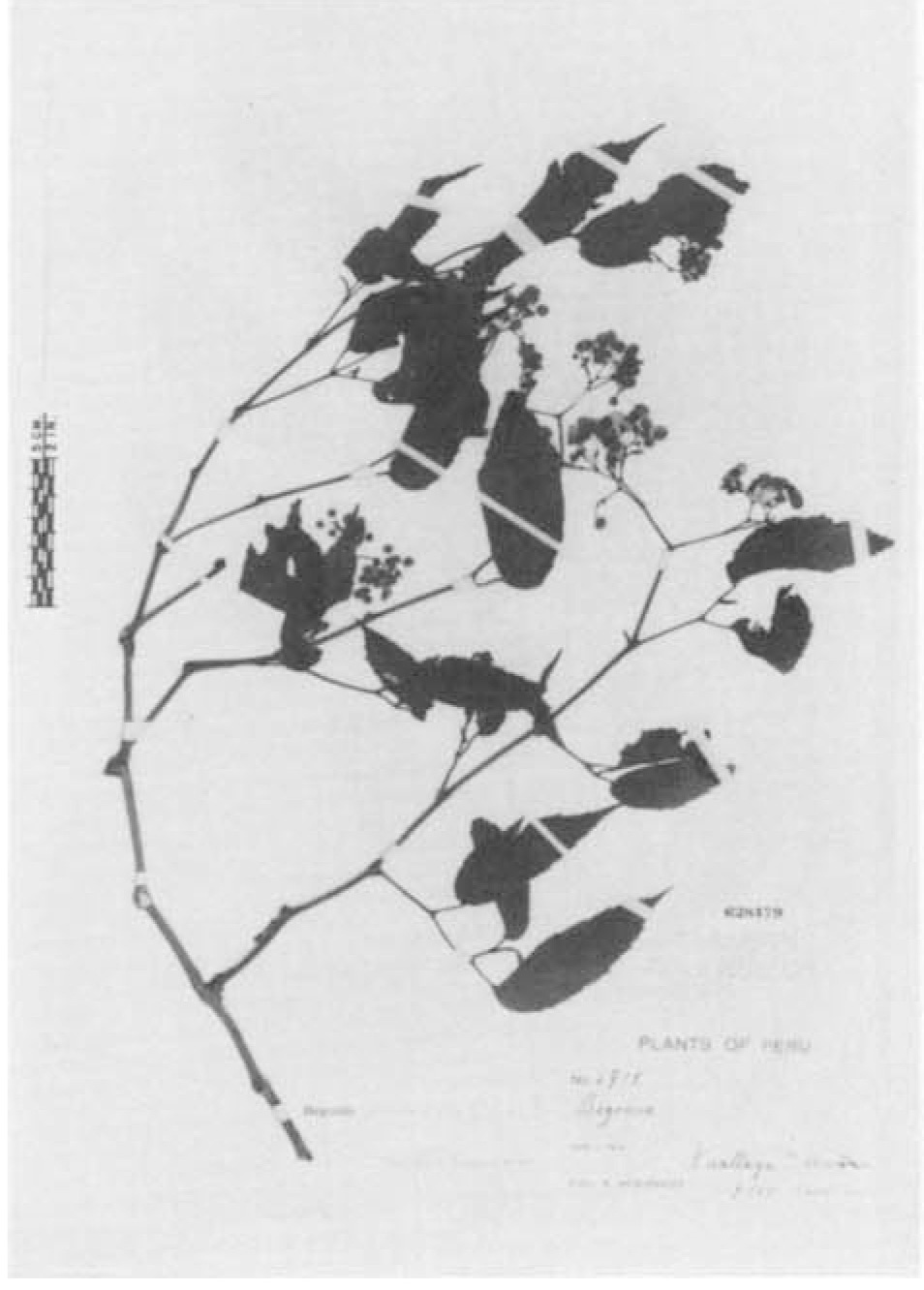 B. prionophylla